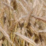 Sommertriticale