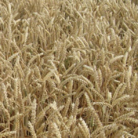 Sommerweizen