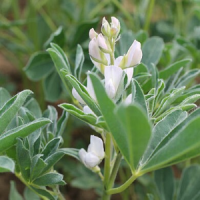 Impfmittel für Leguminosen