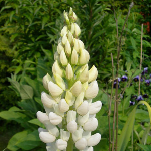 dahlien künstlich Dahlie künstlich - 1 Stiel main image 1