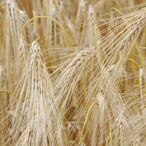 knstliche strelitzie Strelitzie mit Blten  Knstliche Pflanze  Im schwarzen Topf  120   Planten247.nl
