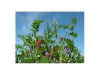 TerraLife-Landsb. Gemenge organic