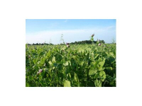 TerraLife-Solanum organic