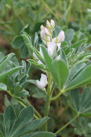 LiquiFix flüssig 2l